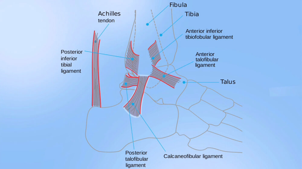 Diagram of the Foot with Labeles