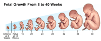 Fetal Growth 
