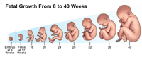 Fetal Growth From 8 to 40 Weeks